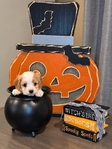Cavapoochon Puppies