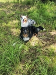 Registered Standard Australian Shepherds