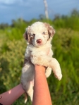 Australian shepherd’s