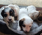 >🐾 BEAUTIFUL AKC MINI DACHSHUNDS AVAILABLE IN SETX! 🐾