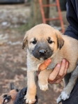 Anatolian Shepherd and German Shepherd mix puppies