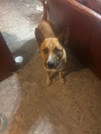 Shepherd mix rescue