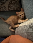 Free male kitten