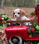 AKC CHAMPION BLOODLINE CAVALIER KING CHARLES SPANIEL