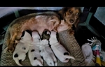 Dachshunds in Southeast Texas>>🐾