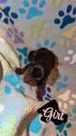 AKC bloodline Doberman puppies