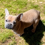 French Bulldogs for sale CHEAP