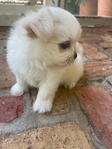 Korean Baby-Doll Face Maltese