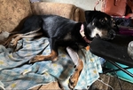 Free Doberman pinscher