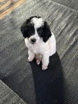Standard poodle pup