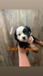Mini Australian shepherd’s