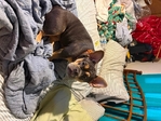 French bulldog/old English bulldog mix
