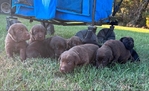 AKC Labrador Retriever puppies