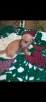 Dachshund puppies , purebred