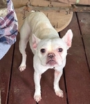 Female French Bulldog for sale
