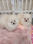 Purebred Pomeranian Puppies