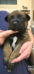 AKC REGISTERED WORKING BELGIAN MALINOIS PUPS
