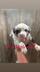 Mini Australian shepherd’s