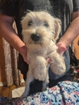 Female Miniature Schnauzer