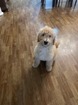 STANDARD FEMALE POODLE