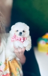 Pomeranian puppies Teddy Bear Poms