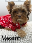 AKC Registered Mini Male Chocolate & Tan Yorkie