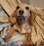 AKC Dachshunds - Fully Vetted & Ready Now! (Southeast Texas)