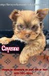 AKC Micro Yorkies Ready Now!