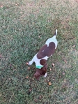 German shorthair pointers (Pure Bred) no papers