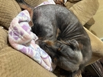 Blue Dachshund