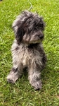 Cockapoo puppy