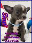 Fathers Day AKC Smooth & Longcoat Male Chihuahuas