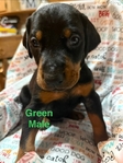 AKC Doberman Pinscher puppies