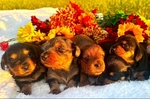 AKC Miniature Dachshund Puppies