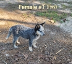 Blue Heeler /Red Heeler Puppies