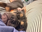 French bulldog/old English bulldog mix