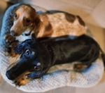 AKC Mini Long-Haired Dachshund Puppies - 3 Available