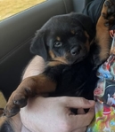 Male Rottweiler puppy