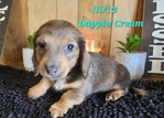 AKC Mini Long-Haired Dachshund Puppies - 3 Available