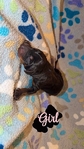 AKC bloodline Doberman puppies