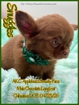 AKC Chocolate Applehead Longcoat Chihuahuas