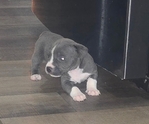 Gorgeous Blue Nose Pit/Pocket Bully Mix Puppy - Blue Eyes!