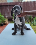 ABKC XL American Bully