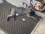 lol AKC French Bulldog