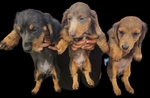 >🐾 Rare AKC Mini Long-Haired Dachshunds – Ready Now🐾