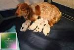 Dachshunds in Southeast Texas>🐾