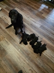 Akc Lab Puppies