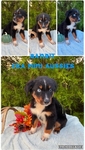 ASDR mini Aussie
