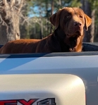 Akc Labrador / Lab Puppies