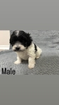 Maltipoo Puppies